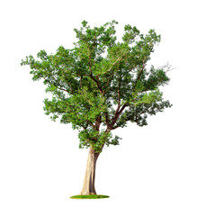Obraz premium Tropical big tree isolated on a white background. File contains with clipping path so easy to work.