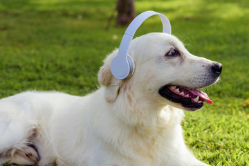 The Golden Retriever wearing headphones listening to music