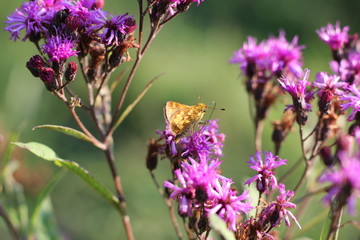 butterfly on flower