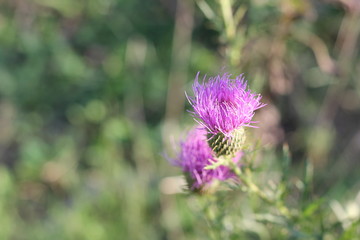 purple thistle flower
