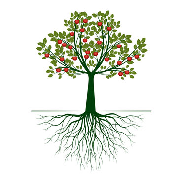 Beautiful Vector Apple Tree on white background with Roots. Vector Illustration and concept pictogram.