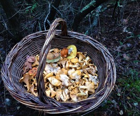 fresh mushrooms in a basket