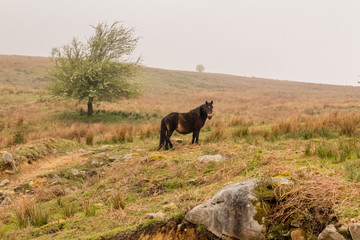 Fototapeta na wymiar horse grazing and enjoying the mountain in the Basque country