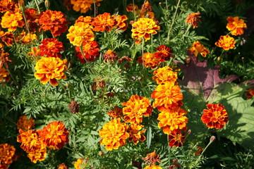 orange flowers