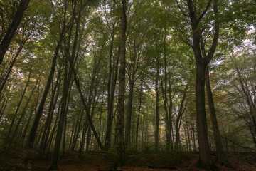 Wald_6