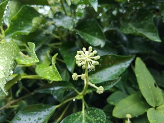 Blumen 