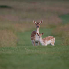 An adult hind fallow deer with her fawn taken early morning looking towards the photographer.