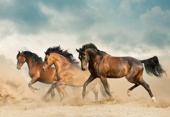 Beautiful horses running in desert