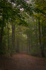 Wald_2