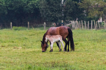 horse grazing and enjoying the mountain in the Basque country