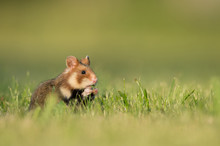 Europäischer Feldhamster