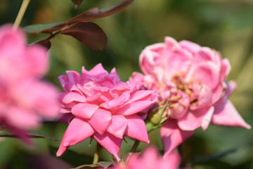 botanical garden brooklyn flowers