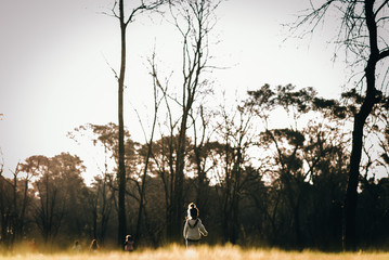 sunset in the forest