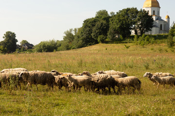 Fototapeta na wymiar A flock of sheep grazing in the countryside. Behind them on the hill is a church