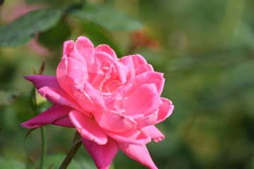 botanical garden brooklyn flowers