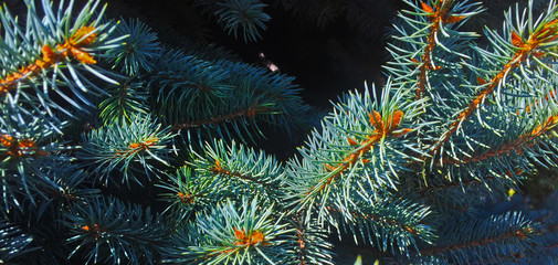 Naklejka na ściany i meble Christmas fir tree branches. Background. Christmas pine tree wallpaper