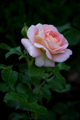 summer is bright colors, the blue sky, buzzing bees and a sea of flowers