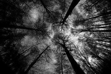 Nature, plants, forest