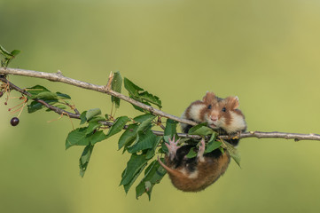  European hamster (Cricetus cricetus)