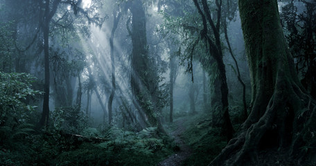 Tiefer tropischer Dschungel in der Dunkelheit