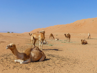 Dromedary at (Camelus dromedarius) Wahiba Sands (Rimal Al Wahiba, Ramlat al Wahiba, Wahiba Sands, Scharqiyya Sands) Sultanate of Oman