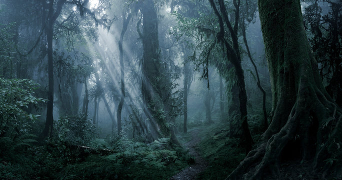 Fototapeta Głęboka tropikalna dżungla w ciemności