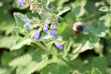 botanical garden brooklyn flowers