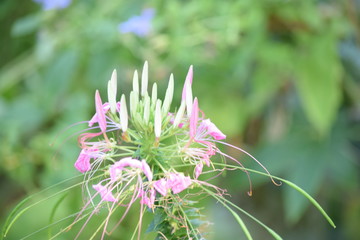 botanical garden brooklyn flowers