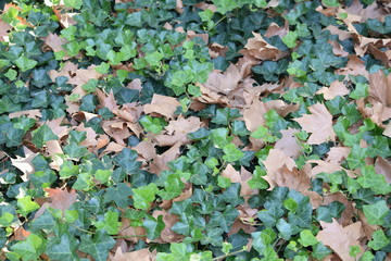 botanical garden brooklyn flowers