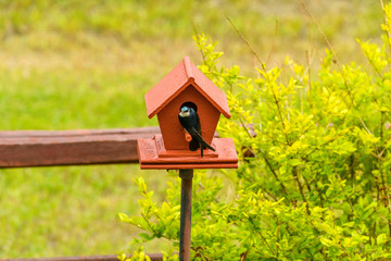 Tree Swallow - A Tree Swallow is checking out a brand-new red birdhouse under the bright Spring sunlight. Colorado, USA.