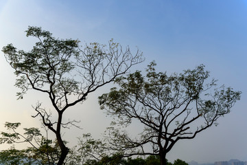 the two "twin" trees in the clear sky background shot in hong kong china