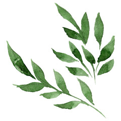 Ornament floral botanical flowers. Watercolor background illustration set. Isolated flower illustration element.