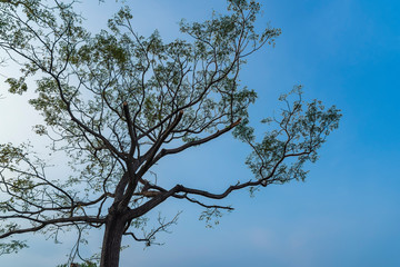 silhouette image of a tree against clear blue sky