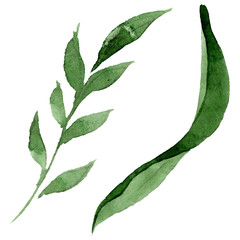 Ornament floral botanical flowers. Watercolor background illustration set. Isolated flower illustration element.