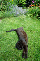 Lewniwy czarny kot śpi na trawniku pod domem w ciepły dzień - obrazy, fototapety, plakaty