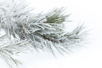 Fototapeta premium Rimed pine needles with hoarfrost on white snow fogged background, beautiful christmas and new year frame for your design