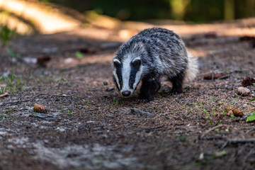 Badger in forest creek. European badgerforest swimming in the water, animal in the nature forest habitat, Germany, central Europe. Wildlife scene from nature. Mammal in the water. (Meles meles)