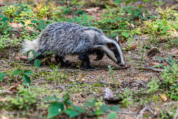 Badger in forest creek. European badgerforest swimming in the water, animal in the nature forest habitat, Germany, central Europe. Wildlife scene from nature. Mammal in the water. (Meles meles)