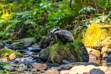 Badger in forest creek. European badgerforest swimming in the water, animal in the nature forest habitat, Germany, central Europe. Wildlife scene from nature. Mammal in the water. (Meles meles)