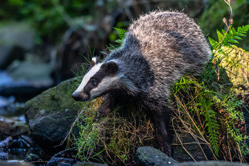 Badger in forest creek. European badgerforest swimming in the water, animal in the nature forest habitat, Germany, central Europe. Wildlife scene from nature. Mammal in the water. (Meles meles)