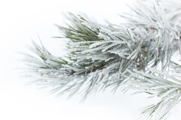Rimed pine needles with hoarfrost on white snow fogged background, beautiful christmas and new year frame for your design