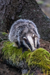 Badger in forest creek. European badgerforest swimming in the water, animal in the nature forest habitat, Germany, central Europe. Wildlife scene from nature. Mammal in the water. (Meles meles)