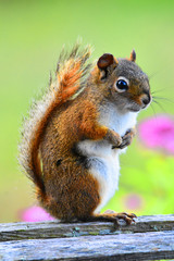 Fluffy squirrel in Canada