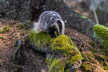 Badger in forest creek. European badgerforest swimming in the water, animal in the nature forest habitat, Germany, central Europe. Wildlife scene from nature. Mammal in the water. (Meles meles) © vaclav