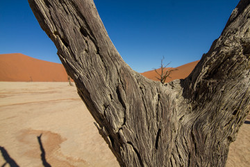 Blick durch eine Astgabel im Deadvlei in Namibia vor hohen roten Sanddünen