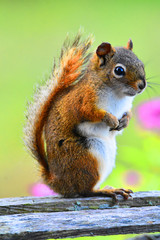 Fluffy squirrel in Canada
