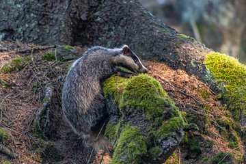 Badger in forest creek. European badgerforest swimming in the water, animal in the nature forest habitat, Germany, central Europe. Wildlife scene from nature. Mammal in the water. (Meles meles) © vaclav