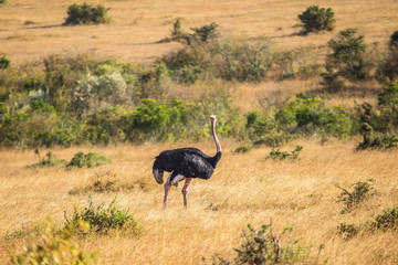 An ostrich in the Masai Mara. Kenya