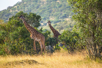Two giraffes in the Masai Mara. Kenya