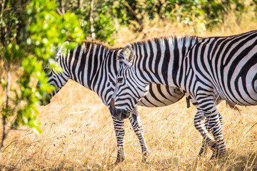 Two zebras in the Masai Mara. Kenya